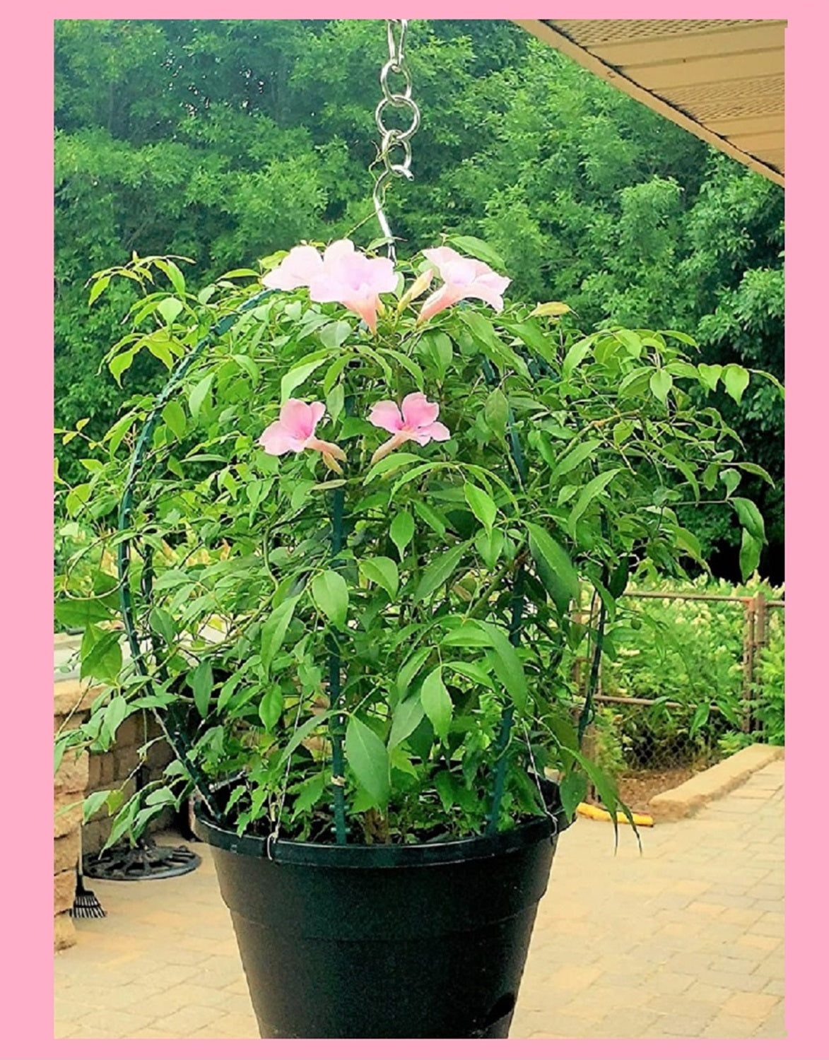 Scroll Trellis® Dome Trellis for Hanging Baskets | Vertical Plant Support