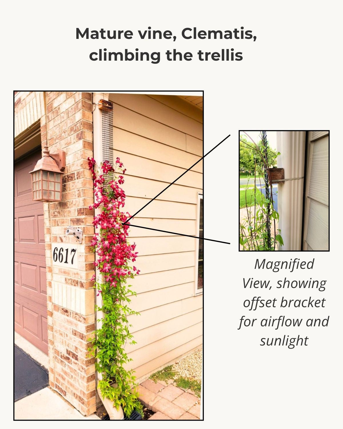 Mature clematis vine climbing the Downspout Trellis mounted on a downspout