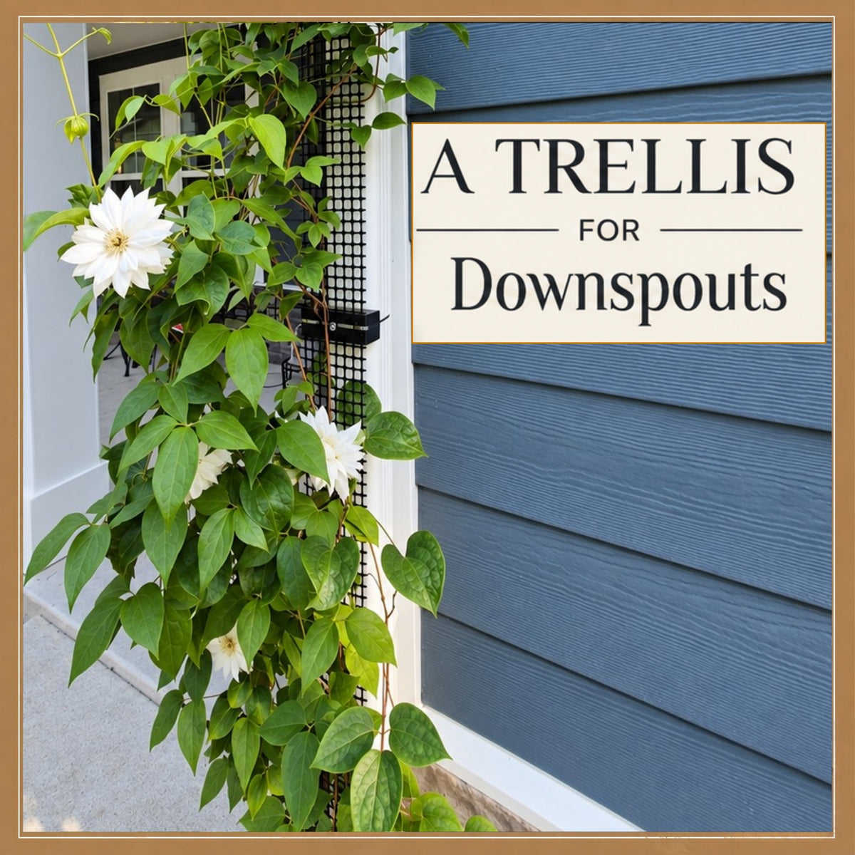 downspout trellis suppporting duchess of edinburgh clematis on a residential house