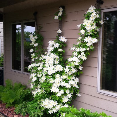 Multiple Scroll Trellis panels supporting flowering vines along a the side of a house to create a vertical shade garden.
