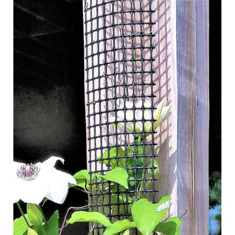 Close-up of Scroll Trellis narrow mesh trellis mounted on a post with climbing clematis miss bateman starting to grow