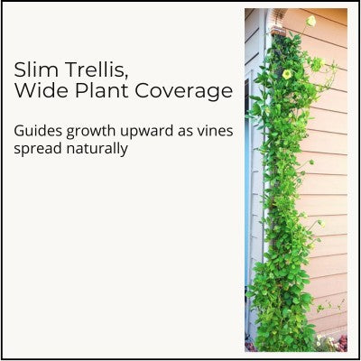Slim four-inch Scroll Trellis supporting wide foliage coverage as climbing vines  like Cobaea scandens naturally spread outward.