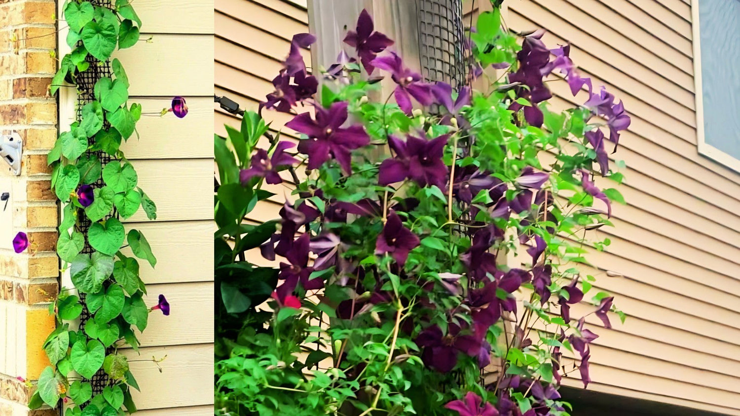 Mesh trellis mounted on a downspout and deck post, supporting climbing plants in tight outdoor spaces